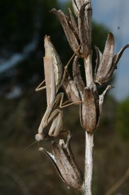 Mante ocelée Iris oratoria (Linnaeus, 1758)