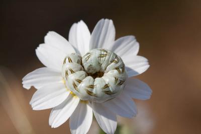 Cucullie de la Camomille (La) Cucullia chamomillae (Denis & Schiffermüller, 1775)