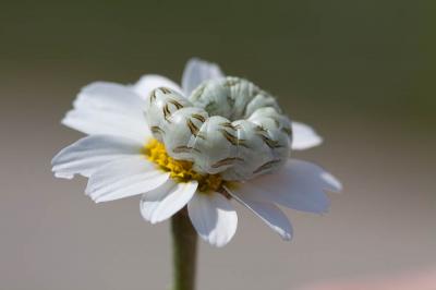 Cucullie de la Camomille (La) Cucullia chamomillae (Denis & Schiffermüller, 1775)