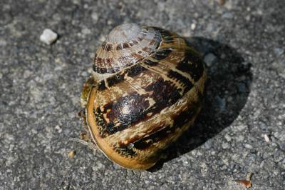 Escargot petit-gris Cornu aspersum (O.F. Müller, 1774)