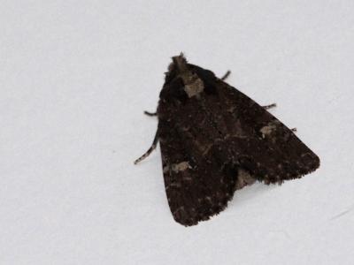 Hiéroglyphe (L') Mesapamea secalis (Linnaeus, 1758)