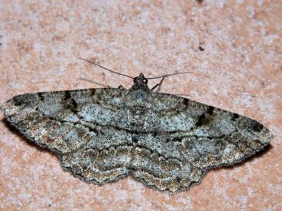 Boarmie rhomboïdale (La), Boarmie commune (La) Peribatodes rhomboidaria (Denis & Schiffermüller, 1775)