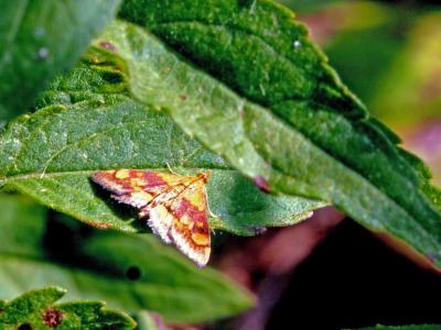  Pyrausta aurata (Scopoli, 1763)