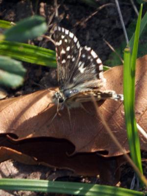  Hesperiidae Latreille, 1809