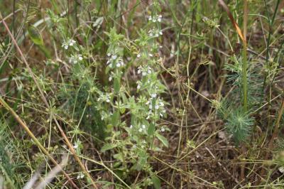 Crapaudine romaine, Thé de campagne Sideritis romana L., 1753