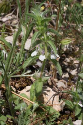 Crapaudine romaine, Thé de campagne Sideritis romana L., 1753