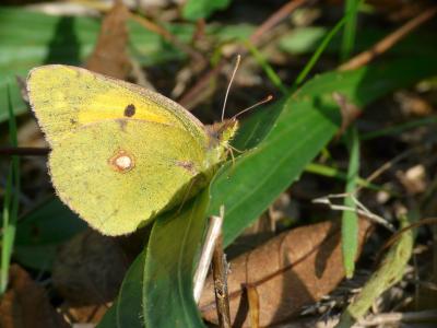 Souci (Le) Colias crocea (Geoffroy in Fourcroy, 1785)