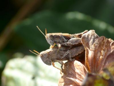 Criquet pansu Pezotettix giornae (Rossi, 1794)