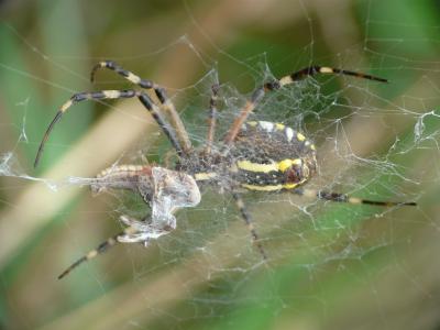 Épeire frelon Argiope bruennichi (Scopoli, 1772)