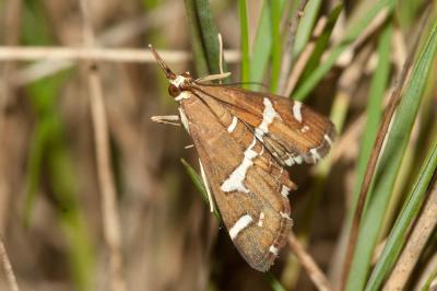  Spoladea recurvalis (Fabricius, 1775)