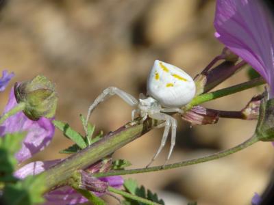 Thomise replet Thomisus onustus Walckenaer, 1805