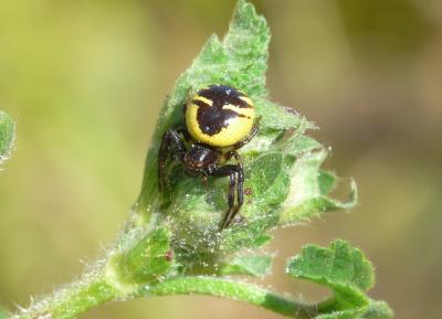 Thomise Napoléon Synema globosum (Fabricius, 1775)
