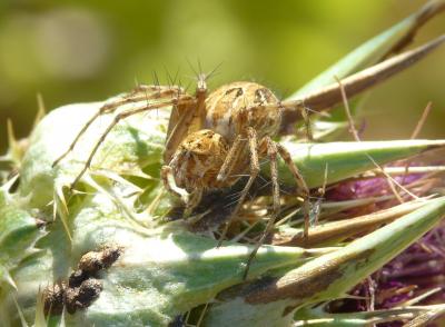 Araignée-lynx Oxyopes heterophthalmus (Latreille, 1804)