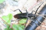 Grand Capricorne (Le) Cerambyx cerdo Linnaeus, 1758