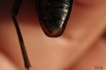 Grand Capricorne (Le) Cerambyx cerdo Linnaeus, 1758