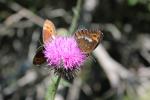 Moiré blanc-fascié (Le), Grand nègre hongrois (Le) Erebia ligea (Linnaeus, 1758)