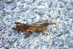 Courtilière commune, Courtilière, Taupe-Grillon, P Gryllotalpa gryllotalpa (Linnaeus, 1758)
