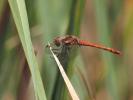 Sympétrum fascié (Le) Sympetrum striolatum (Charpentier, 1840)