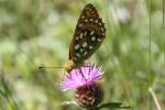 Grand Nacré (Le), Aglaé (L'), Moyen-Nacré (Le) Speyeria aglaja (Linnaeus, 1758)