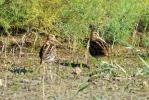 Bécassine des marais Gallinago gallinago (Linnaeus, 1758)