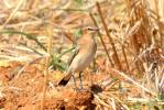 Traquet motteux Oenanthe oenanthe (Linnaeus, 1758)