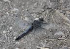 Orthétrum réticulé (L') Orthetrum cancellatum (Linnaeus, 1758)