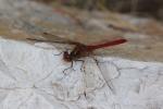Sympétrum vulgaire (Le) Sympetrum vulgatum (Linnaeus, 1758)