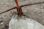 Sympétrum vulgaire (Le) Sympetrum vulgatum (Linnaeus, 1758)