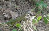 Lézard vert Lacerta bilineata Daudin, 1802