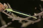 Agrion de Vander Linden, Naïade de Vander Linden Erythromma lindenii (Selys, 1840)