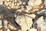 Sympétrum de Fonscolombe (Le) Sympetrum fonscolombii (Selys, 1840)