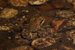 Grenouille rousse Rana temporaria Linnaeus, 1758