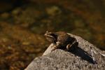Grenouille rousse Rana temporaria Linnaeus, 1758