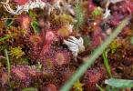 Rossolis à feuilles rondes Drosera rotundifolia L., 1753