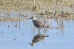 Bécasseau maubèche Calidris canutus (Linnaeus, 1758)