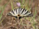 Flambé (Le) Iphiclides podalirius (Linnaeus, 1758)