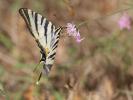 Flambé (Le) Iphiclides podalirius (Linnaeus, 1758)