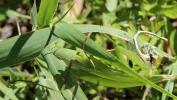 Mante religieuse Mantis religiosa (Linnaeus, 1758)