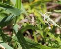 Mante religieuse Mantis religiosa (Linnaeus, 1758)