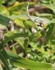 Mante religieuse Mantis religiosa (Linnaeus, 1758)