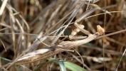Mante religieuse Mantis religiosa (Linnaeus, 1758)