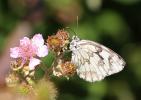Echiquier ibérique (L'), Échiquier d'Ibérie (L') Melanargia lachesis (Hübner, 1790)