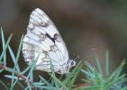 Echiquier ibérique (L'), Échiquier d'Ibérie (L') Melanargia lachesis (Hübner, 1790)