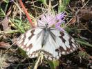 Echiquier ibérique (L'), Échiquier d'Ibérie (L') Melanargia lachesis (Hübner, 1790)
