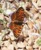 Mélitée des Centaurées (La), Grand Damier (Le) Melitaea phoebe (Denis & Schiffermüller, 1775)