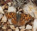 Mélitée des Centaurées (La), Grand Damier (Le) Melitaea phoebe (Denis & Schiffermüller, 1775)