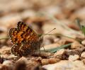 Mélitée des Centaurées (La), Grand Damier (Le) Melitaea phoebe (Denis & Schiffermüller, 1775)