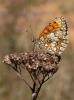  Melitaea Fabricius, 1807