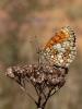  Melitaea Fabricius, 1807