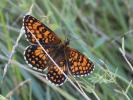 Mélitée du Mélampyre (La), Damier Athalie (Le) Melitaea athalia (Rottemburg, 1775)